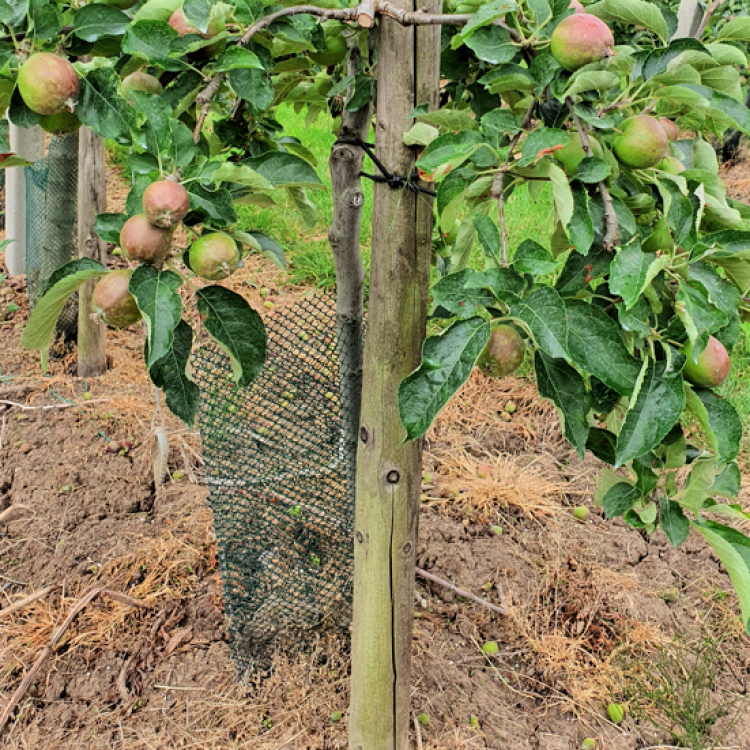 Boombeschermers, zwart 50 cm (40 gr.) (Per 100 stuks)