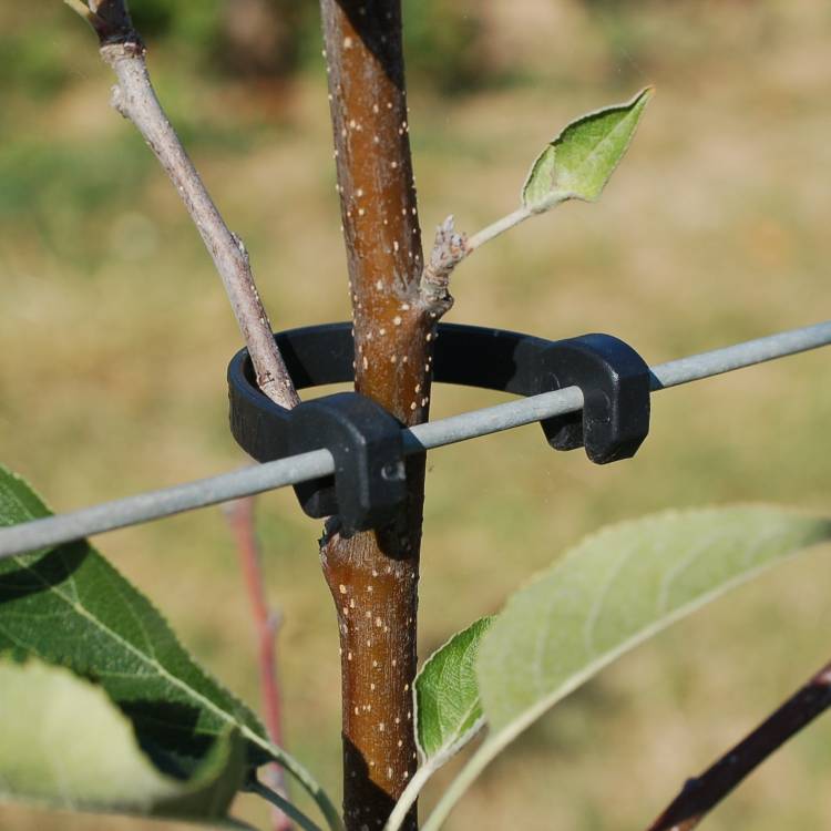 Horti FRUITCLIP Stammhalter nr. 2 17,5 cm (500 stuks per zakje)