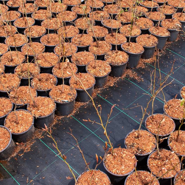 HortiCOVER 110 gronddoek 110 gr/m² zwart, 10 x 2,10 meter (21 m2 op rol)