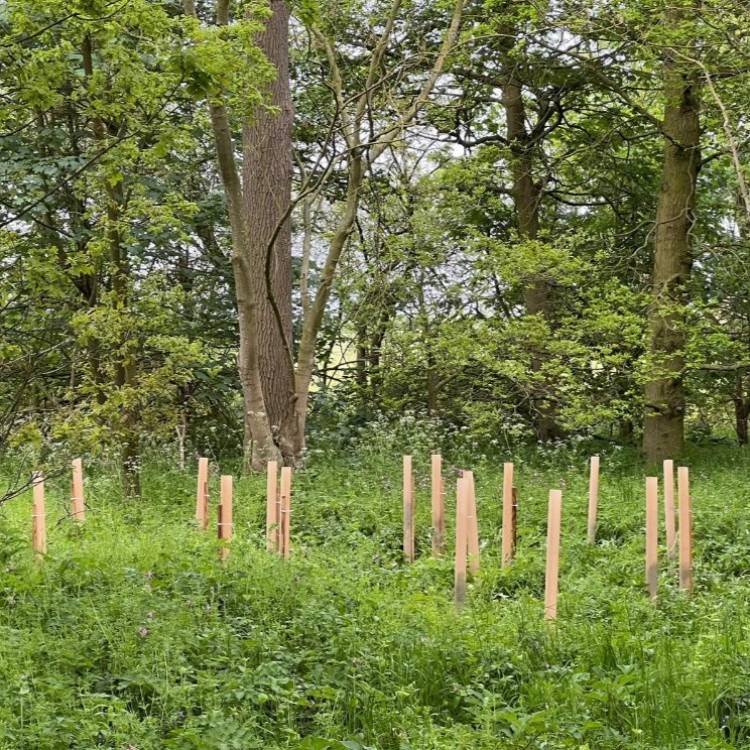 HortiShield BIO boombeschermer 60 cm