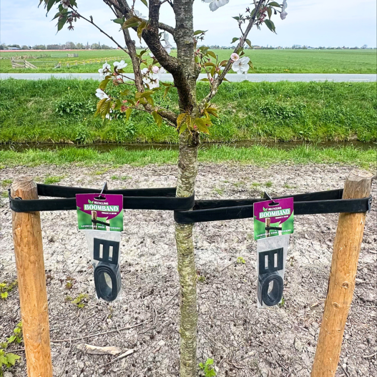 Horti zakje boomband 100 x 4cm + boomgesp en spijkers (1 per zakje)